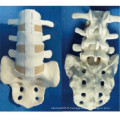 Vertebra Skeleton Anatomy Model with Sacrum for Demonstration